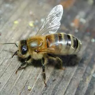 Advanced Pest Management