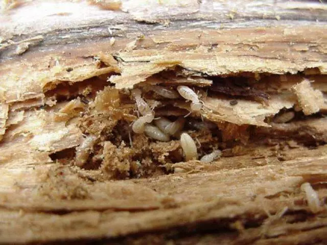 Advanced Pest Management