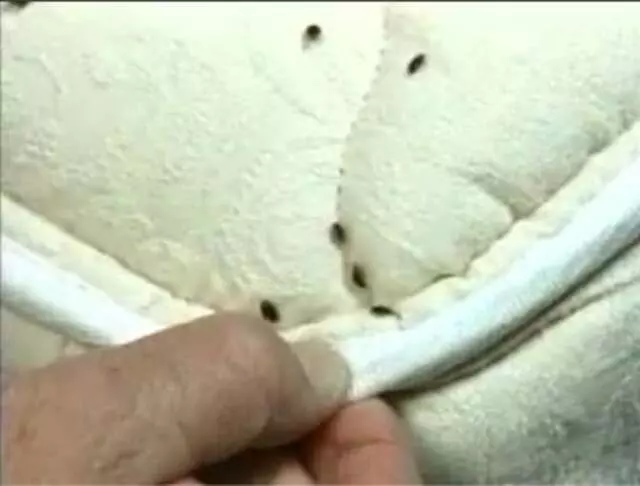 Advanced Pest Management