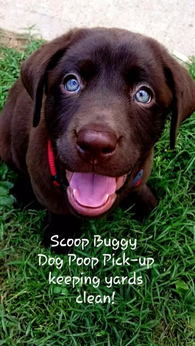 SCOOP BUGGY Dog Poop Pick-up Service