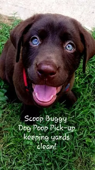SCOOP BUGGY Dog Poop Pick-up Service