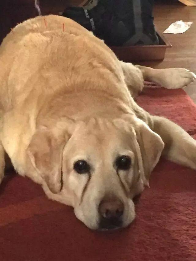Barbara&apos;s Animal Acupuncture
