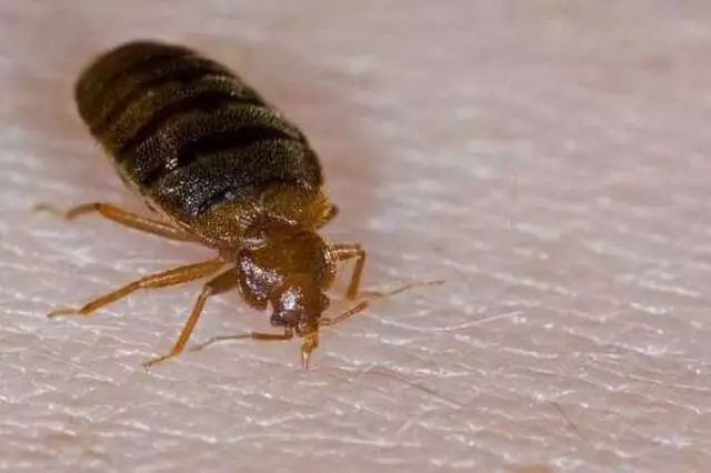 At Once Pest Control