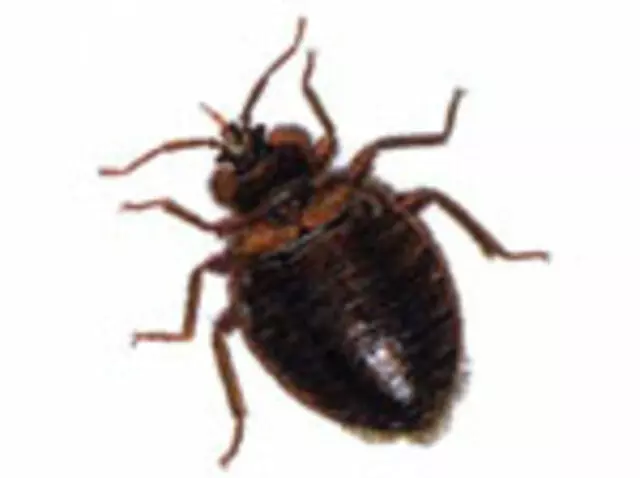 At Once Pest Control