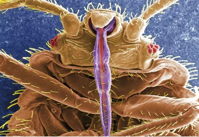 A World Wide Pest Control