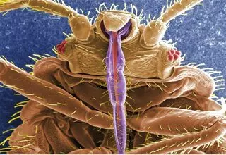 A World Wide Pest Control