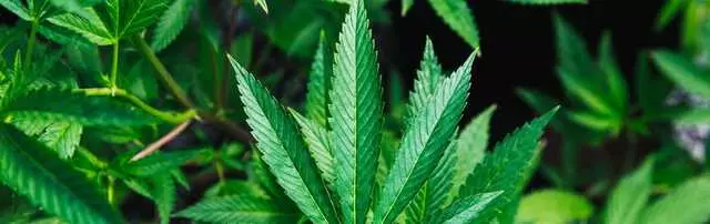 Fells Point Cannabis Docs