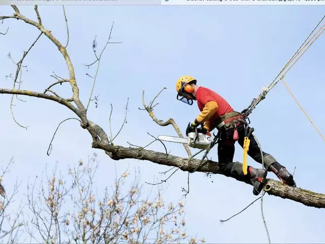 Aspen Tree Services