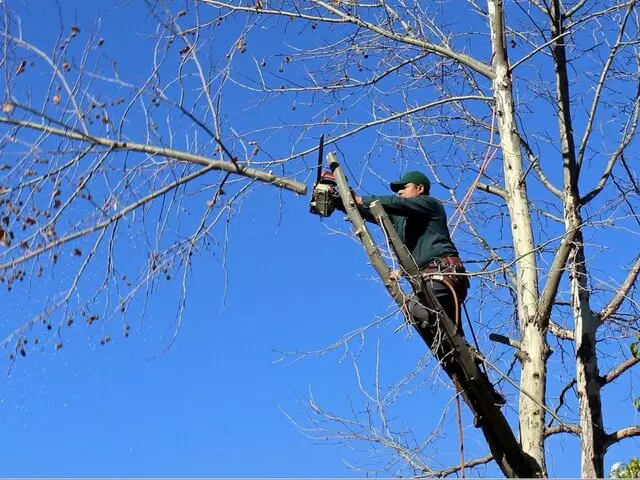 Aspen Tree Services