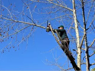 Aspen Tree Services