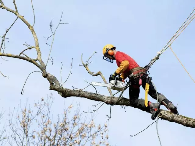 Aspen Tree Services