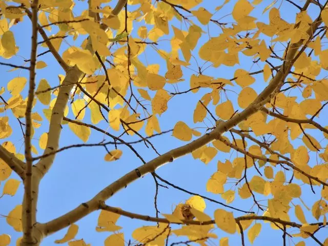 Aspen Tree Services