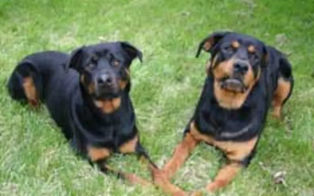 AAA Dog Training