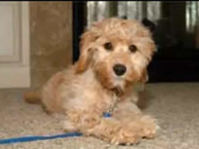 AAA Dog Training