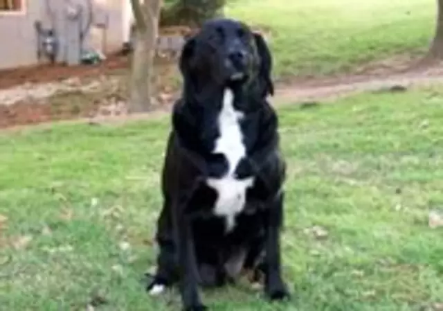 AAA Dog Training