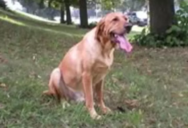 AAA Dog Training