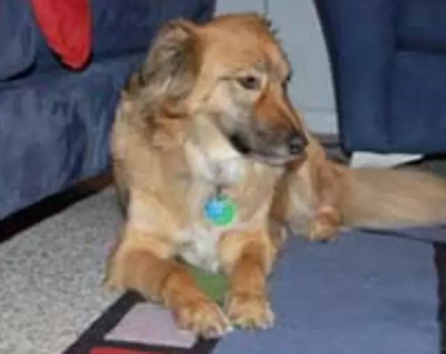 AAA Dog Training