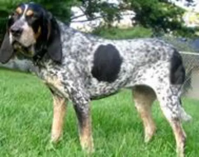 AAA Dog Training