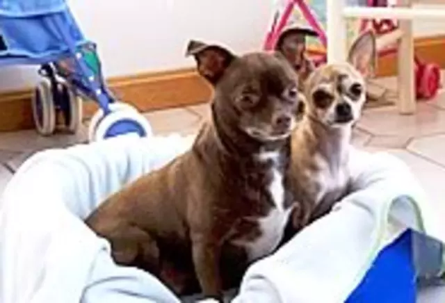 AAA Dog Training