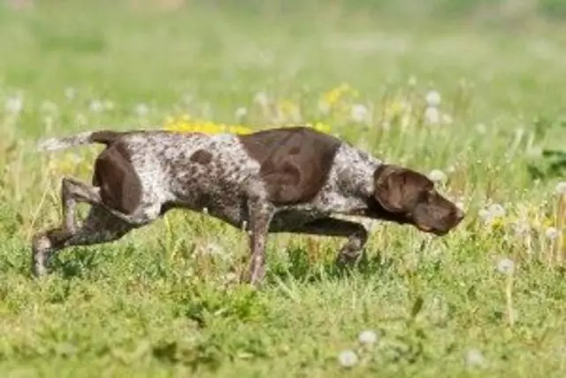 AAA Dog Training