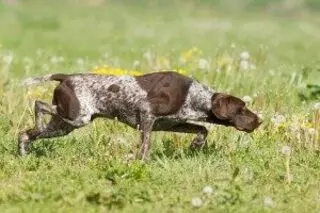 AAA Dog Training
