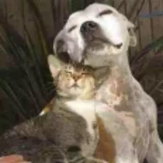 Charm City's Finest Pet Care